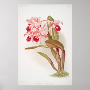 Antike botanische Illustration Poster