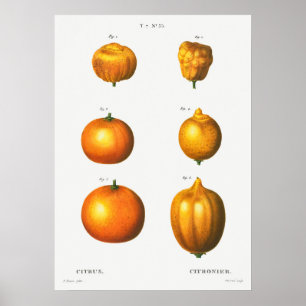 Antike botanische Illustration Poster