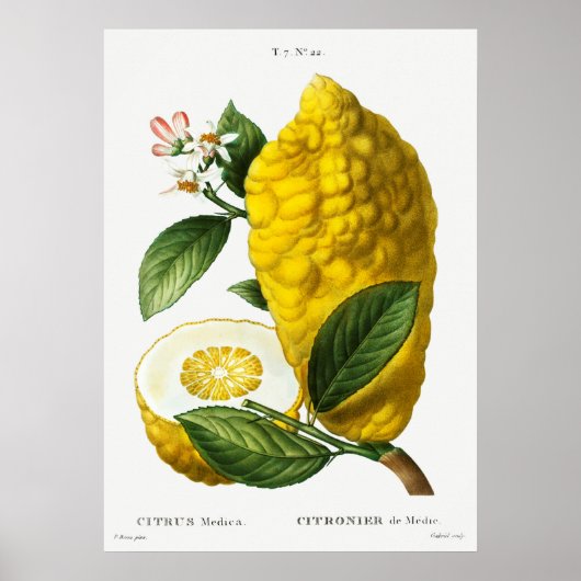 Antike botanische Illustration Poster (Vorne)