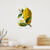 Antike botanische Illustration Poster (Küche)