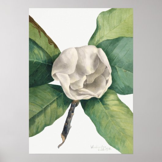 Antike botanische Illustration Poster (Vorne)