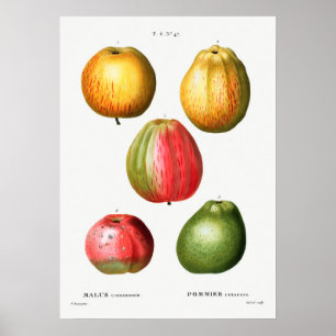 Antike botanische Illustration Poster