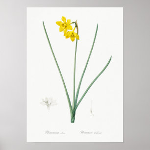Antike botanische Illustration Poster