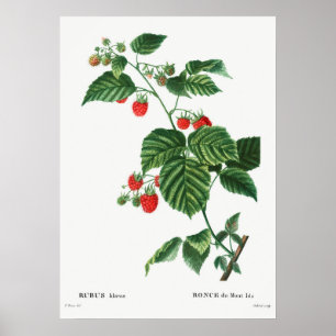 Antike botanische Illustration Poster