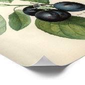 Antike botanische Illustration Poster (Ecke)
