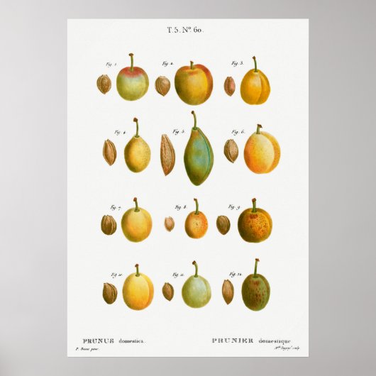 Antike botanische Illustration Poster (Vorne)