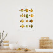 Antike botanische Illustration Poster (Küche)