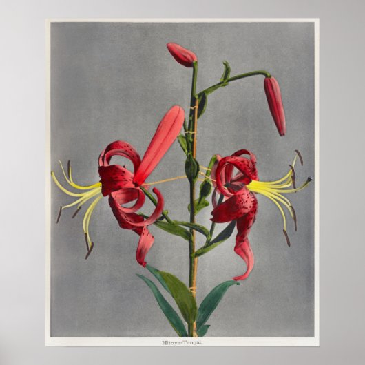 Antike botanische Illustration Poster (Vorne)