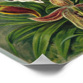 Antike botanische Illustration Poster (Ecke)