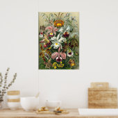 Antike botanische Illustration Poster (Küche)