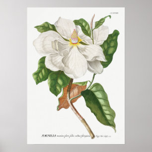 Antike botanische Illustration Poster