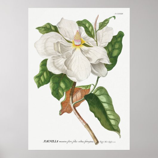 Antike botanische Illustration Poster (Vorne)