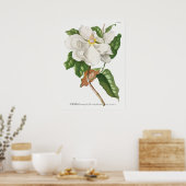 Antike botanische Illustration Poster (Küche)