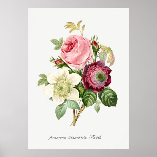 Antike botanische Illustration Poster (Vorne)