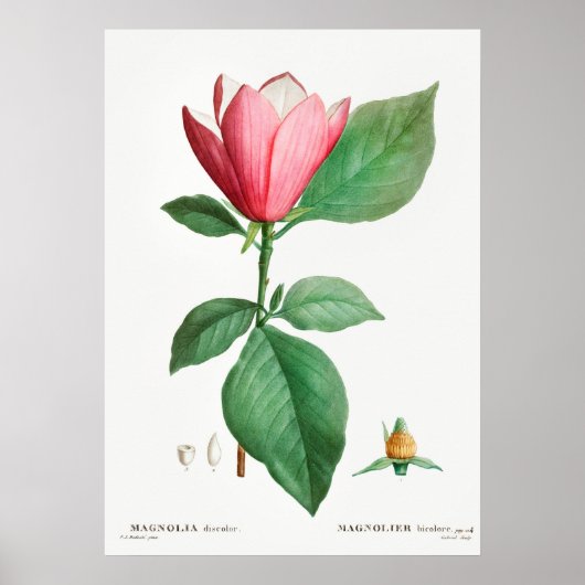 Antike botanische Illustration Poster (Vorne)