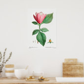 Antike botanische Illustration Poster (Küche)