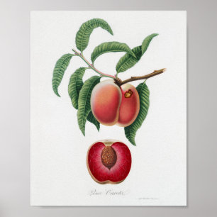 Antike botanische Illustration Poster