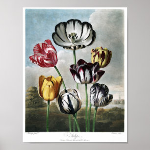 Antike botanische Illustration Poster