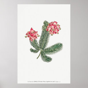 Antike botanische Illustration Poster