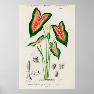 Antike botanische Illustration Poster