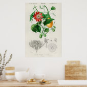 Antike botanische Illustration Poster (Küche)