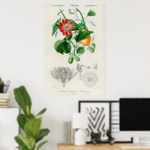 Antike botanische Illustration Poster (Heimbüro)