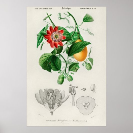 Antike botanische Illustration Poster (Vorne)