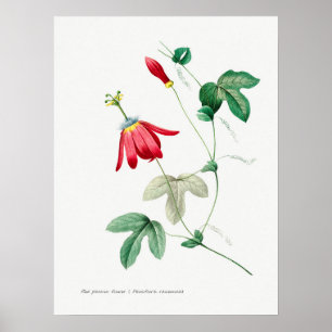 Antike botanische Illustration Poster