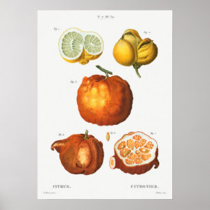 Antike botanische Illustration Poster