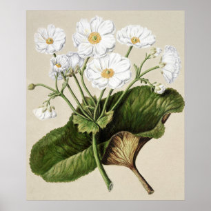 Antike botanische Illustration Poster