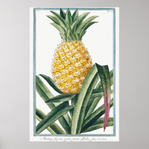 Antike botanische Illustration Poster