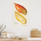 Antike botanische Illustration Poster (Küche)