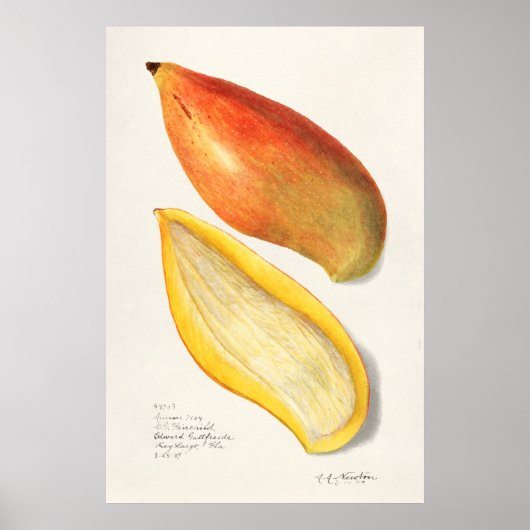 Antike botanische Illustration Poster (Vorne)