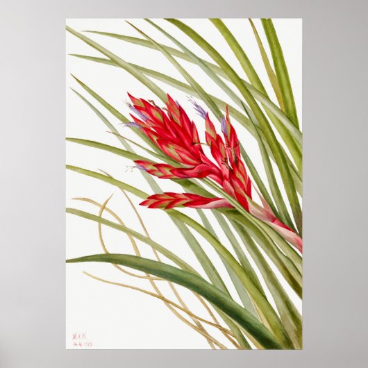 Antike botanische Illustration Poster (Vorne)