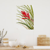 Antike botanische Illustration Poster (Küche)