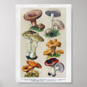 Antike botanische Illustration Poster