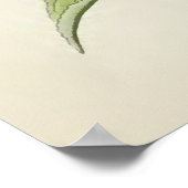 Antike botanische Illustration Poster (Ecke)