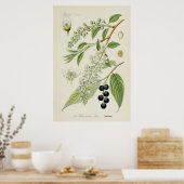 Antike botanische Illustration Poster (Küche)