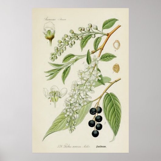 Antike botanische Illustration Poster (Vorne)