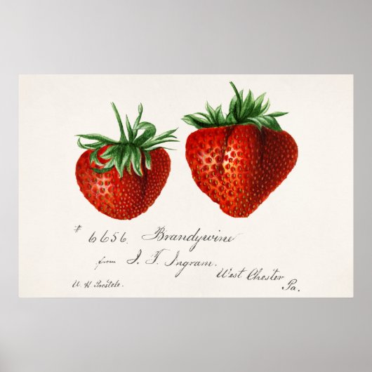 Antike botanische Illustration Poster (Vorne)