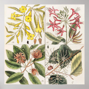 Antike botanische Illustration Poster