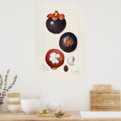 Antike botanische Illustration Poster (Küche)