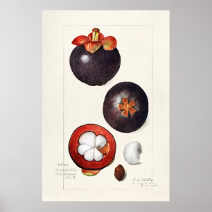 Antike botanische Illustration Poster