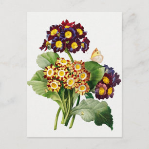Antike botanische Illustration Postkarte