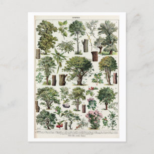 Antike botanische Illustration von Bäumen Postkarte