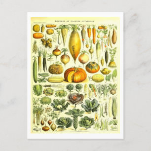 Antike botanische Illustration von Gemüse als Post Postkarte