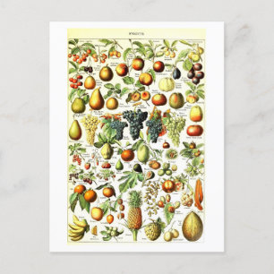 Antike botanische Obst-Illustration auf Postkarte