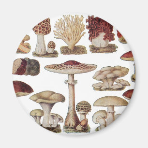 Antike Botanische Pilze Magnet