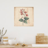 Antike Botanische Print Poster Scarlet Runner Bean (Küche)