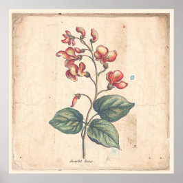 Antike Botanische Print Poster Scarlet Runner Bean